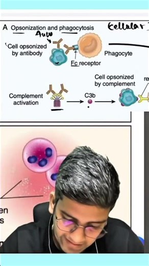Opsonization and phagocytosis .