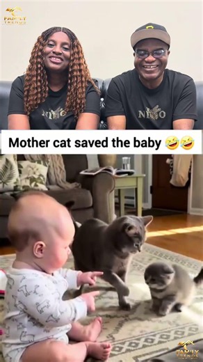 Lessons in Conflict Resolution… From a Cat 😂 #familytrendsone #funny #conflictresolution