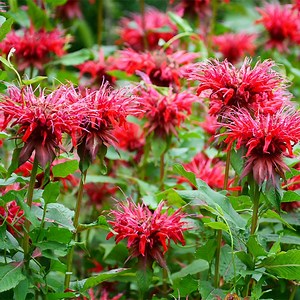 Wild Scarlet Bee Balm, Monarda didyma | American Meadows