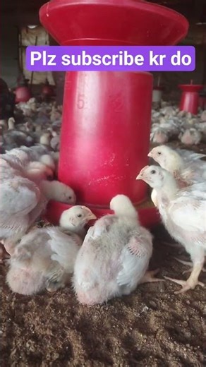 poultry farm video #poultrybusiness #farmerstruggle #murgipalan #desimurgi #sonalimurgifarm