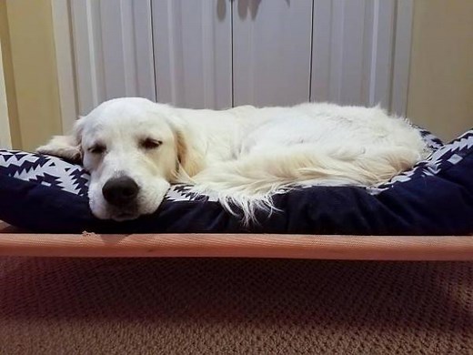 Enteritis in Dogs - Causes, Symptoms and Treatment