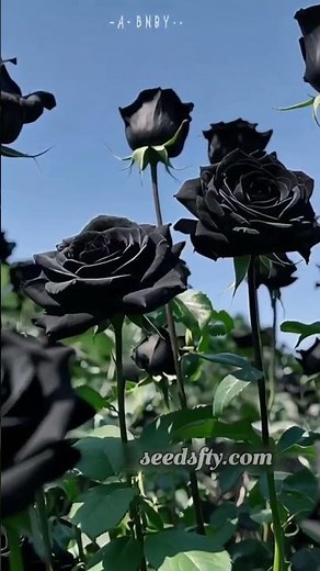 How to Grow Black Velvet Roses