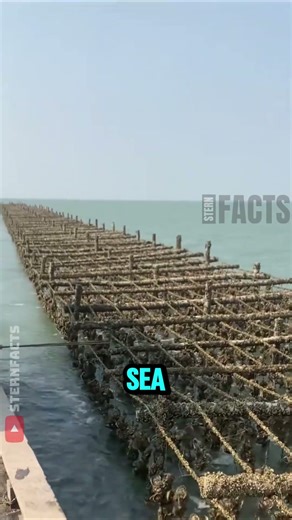 The Incredible Process of Growing Oysters on Chains