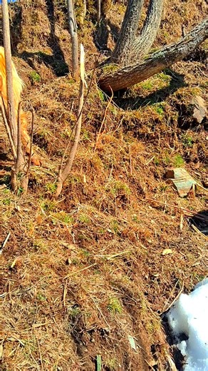 Beautiful sheep Goat view #jammukashmir #share #reel #comment #follow #like | Islamic Interious