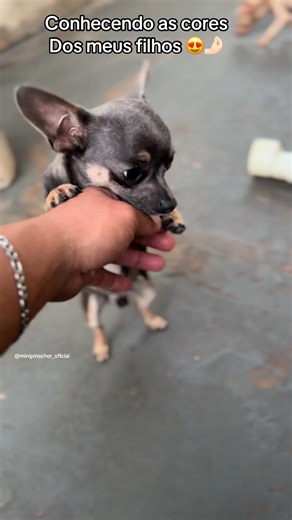 Alvin o Chihuahua: Papai de Novo! Conheça as Cores