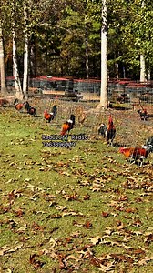 15K views · 682 reactions | Dre RedCliff on Reels | Facebook