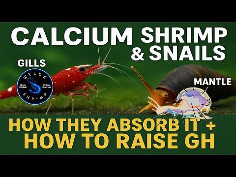 Calcium in Shrimp & Snails Explained! How They Absorb It + How to Test & Raise GH