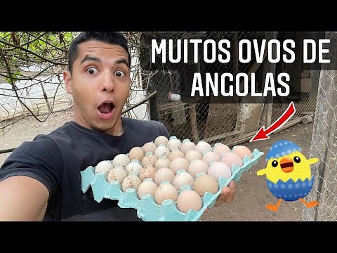 Criação de aves | Ovos de galinha da Angola | Aves Recriar