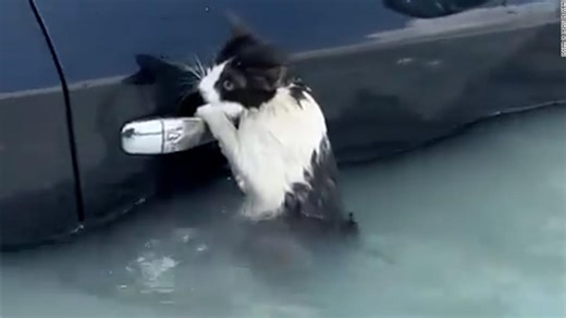 El tierno rescate de un pequeño gato atrapado en las inundaciones en Dubai