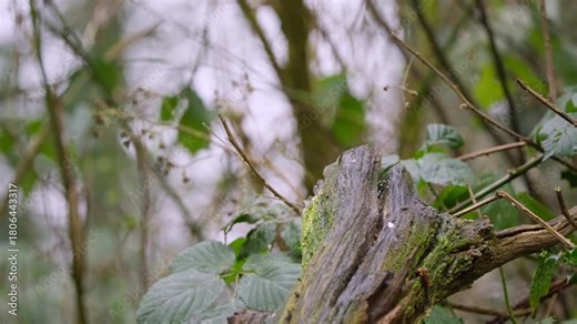 Rear view of robin flying off branch into distance, wings open mid-flight in soft light
