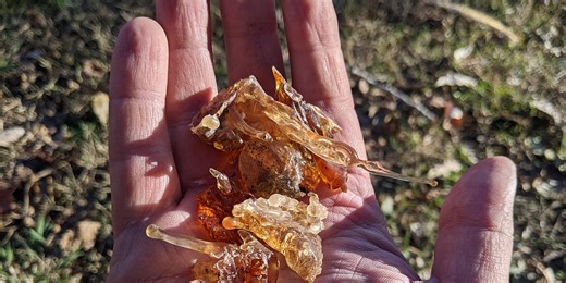 Healing Wounded Trees