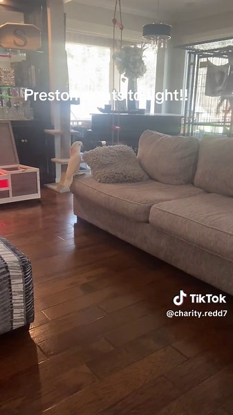 Talking Parrot Preston's Hilarious Zulu Banter