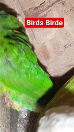 conure chicks hatching Mashallah