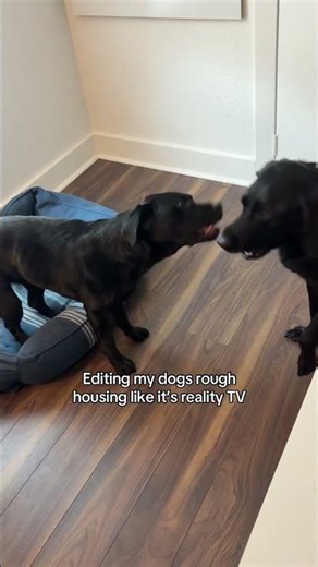 Black lab reality tv 💀👀 #dogshorts #shorts #labradorretriever #labrador