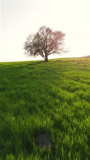 L'intelligence des végétaux: bande annonce