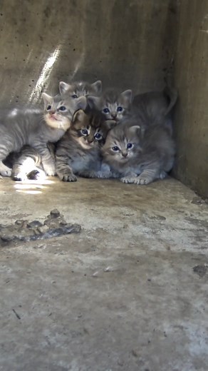 The full rescue video was seen over 27 MILLION times!!! If you missed it, here is the link for you on the Hope For Paws website: https://www.HopeForPaws.org 🐱 🦁 🐱 🦁 🐱 🦁 Thank you so much for helping us save these creatures above and below the ground. Eldad | Hope For Paws