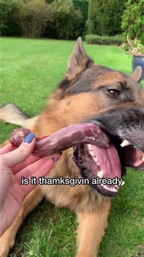 German Shepherd Rates Different Raw Foods