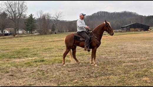 🌘 𝐍𝐈𝐍𝐄 𝐘𝐀𝐑𝐃𝐒 𝐎𝐅 𝐌𝐈𝐃𝐍𝐈𝐆𝐇𝐓 🌘 15HH 3YO, REGISTERED TENNESSEE WALKING HORSE GELDING 𝘛𝘙𝘈𝘐𝘓 𝘌𝘟𝘗𝘌𝘙𝘐𝘌𝘕𝘊𝘌𝘋 𝘚𝘔𝘖𝘖𝘛𝘏 4 𝘉𝘌𝘈𝘛 𝘎𝘈𝘐𝘛 𝘊𝘈𝘕𝘛𝘌𝘙 𝘛𝘙𝘈𝘍𝘍𝘐𝘊 𝘚𝘈𝘍𝘌 𝘌𝘈𝘚𝘠 𝘛𝘖 𝘔𝘖𝘜𝘕𝘛 𝘎𝘙𝘌𝘈𝘛 𝘏𝘈𝘕𝘋𝘓𝘌 🔹𝘛𝘰 𝘴𝘦𝘦 𝘩𝘪𝘴 𝘤𝘶𝘳𝘳𝘦𝘯𝘵 𝘣𝘪𝘥 𝘱𝘳𝘪𝘤𝘦, 𝘩𝘦𝘢𝘭𝘵𝘩 𝘥𝘰𝘤𝘴 𝘰𝘳 𝘵𝘰 𝘴𝘤𝘩𝘦𝘥𝘶𝘭𝘦 𝘢 𝘷𝘪𝘴𝘪𝘵. 𝘊𝘭𝘪𝘤𝘬 𝘰𝘶𝘳 𝘴𝘪𝘵𝘦… https://classichorseauction.com/auctions/tennessee-walking-horse-gelding-2/ 🎥 https://youtu.be/J-g