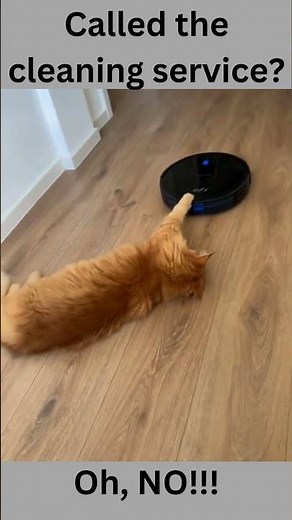 The Most Hilarious Maine Coon Cat Moments You Won't Believe!