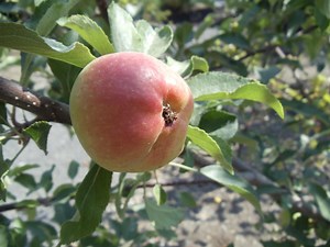 Home Fruit Tree Care in Eastern Oregon