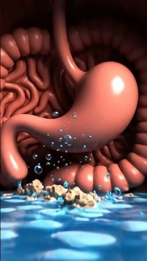 Inside the Human Digestive System – Ultra Realistic 3D Journey You’ve Never Seen This!”