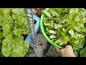Grow Your Own Food on a Balcony – Tips for a Year-Round Vegetable Garden