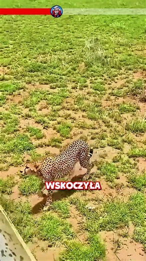Uratował geparda, а potem stało się TO! Niesamowita wdzięczność!