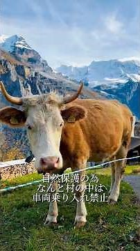 スイス🇨🇭在住日本人がオススメする絶景すぎるスイスの村#スイス#スイス旅行#スイス観光#ミューレン#ラウターブルンネン