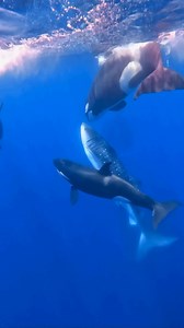 A pod or orcas hunt, kill and eat a juvenile whale shark! 🎥https://www.instagram.com/ozeandreamer_fleet?igsh=MWcxMWxmNnZtMGRrMw== | Orcas