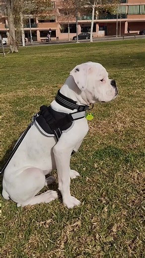 Todo sobre los perros bóxer blancos: características y cuidados