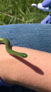 16 reactions | Is that a blade of grass blowing in the wind? Look again! Smooth greensnakes often exhibit rhythmic lateral head movement while scent-trailing other snakes or prey. This beautiful snake started exhibiting the behavior while Dr. Allison and her team were measuring her body length.   | Peggy Notebaert Nature Museum | Facebook