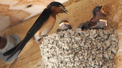 A special kind of squatter is making its way to Texas, what to know about barn swallows