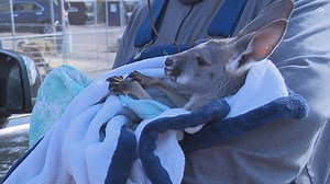 Drive-thru Halloween celebration features baby kangaroo