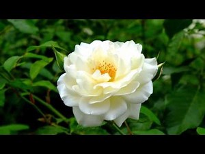 Jurij Shatunov -- Bielyje rozy