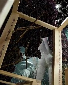 "I got into floristry in Sydney in 1988. I had a passion for flowers at a very young age and was always drawn to the inspiring colours and patterns that are found in nature." Floral stylist, George Low, is the mastermind behind the stunning creations at the David Jones Spring Flower Show. Head into our Elizabeth St store until September 9 to experience the Show. #DJsFlowerShow | David Jones