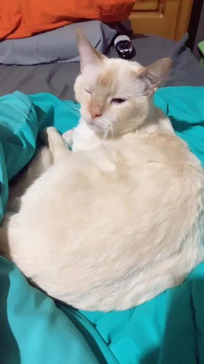 My grumpy cat always says bless you when i sneeze! #foryou #cat