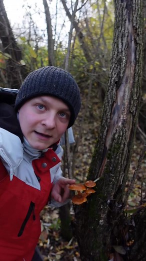 Płomiennica zimowa (łac. Flammulina velutipes) - Grzyb jadalny #grzyby | Źródła Natury - według Chmielewskiego