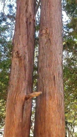 Mature tree two trunk #coast redwood #plants