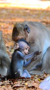 So cute and adorable😘 | Love Monkey