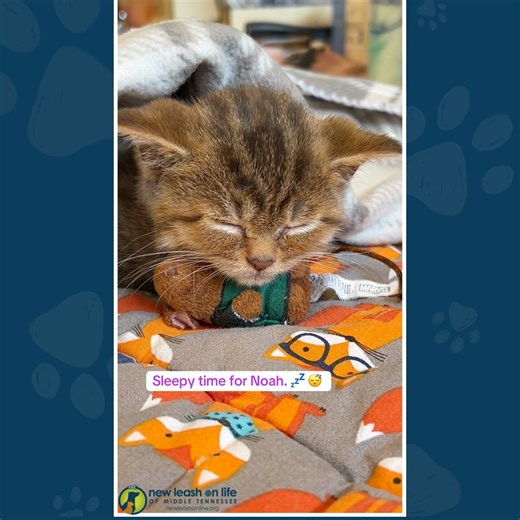 Little Noah is back in The JOY Clinic for low cost Spay & Neuter services today because he hasn’t been feeling his best. This tiny fighter is getting lots of TLC while we work to figure out what’s going on. For now, he’s resting up before his exam 😴. Please send this sweet boy all the good vibes, healing energy, and purrs of encouragement! | New Leash On Life - Home of The JOY Clinic