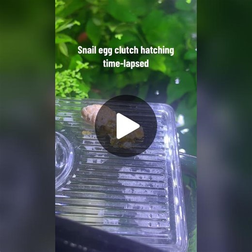 Adorable Snail Babies Hatching | Discover the Miracle of Life