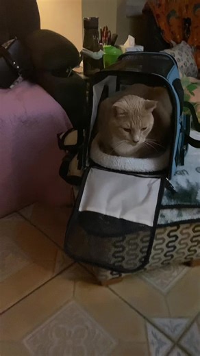 Soo he’s not the one going to the vet. we just left it open for a second 🤣 #snickerdoodle #rescuecats #orangecatbehavior #orangetabby