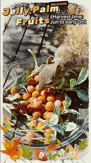 Squirrel- Jelly Palm Fruit Harvest Time | #wildlife #nature #fruit #squirrel #food #animals #reels