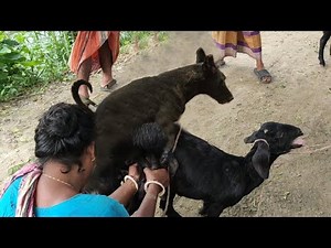 excellent dog vs goat first time meeting in village