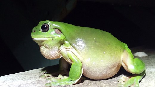 Wow! What a beauty! Great photo and recording of a Green Tree Frog (Litoria caerulea) from Queensland. Photo and audio by FrogID contributor Ken Palazzi. | Frog ID