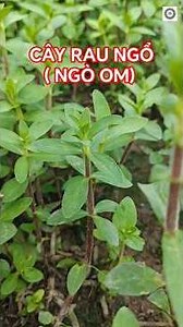 Vietnamese coriander (cilantro)