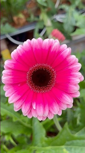Vivid Pink Gerbera Daisy Glowing in the Garden 🌸💖