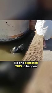 573K views · 1.9K reactions | Dad Saves Girl From Sea Lion... 沈 | Perkins Eyambe | Facebook