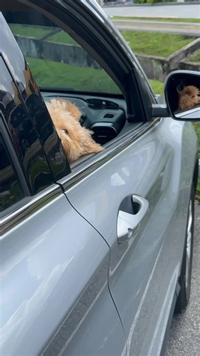 poodle1lover (@poodle1lover)’s videos with original sound - poodle1lover