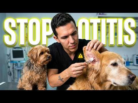 How to Do Dog Ear Cleaning for Infection to Stop Itching Fast